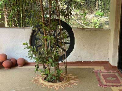 Flora